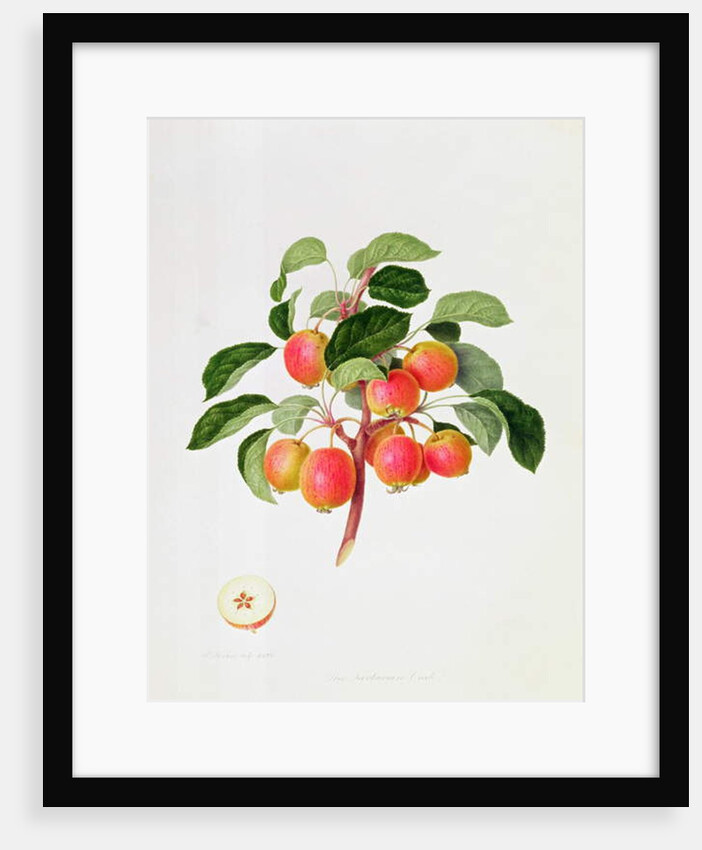 The Tartarian Crab Apple, 1819 by William Hooker