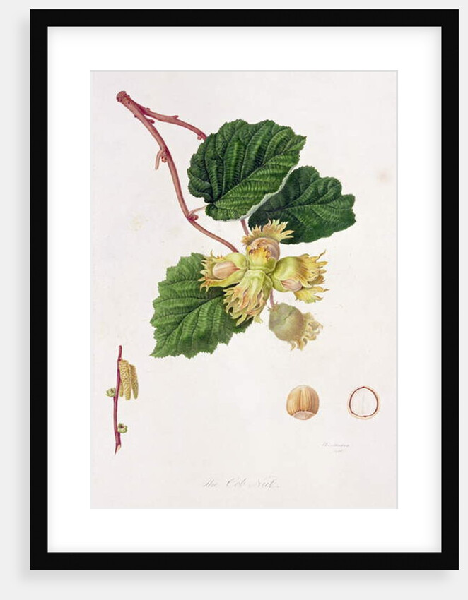 The Cob Nut, 1816 by William Hooker