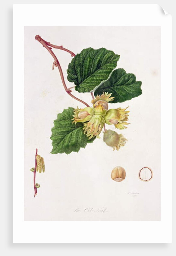 The Cob Nut, 1816 by William Hooker
