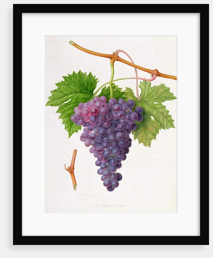 The Poonah Grape, 1820 by William Hooker
