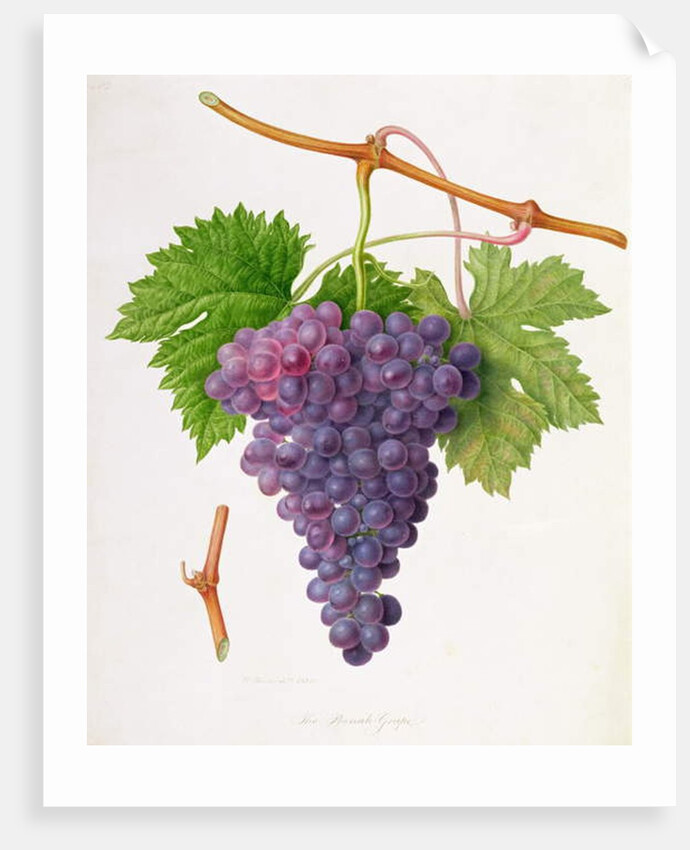 The Poonah Grape, 1820 by William Hooker