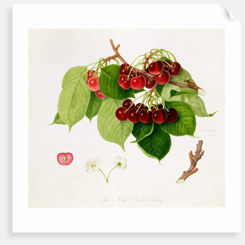 The May Duke Cherry, 1815 by William Hooker