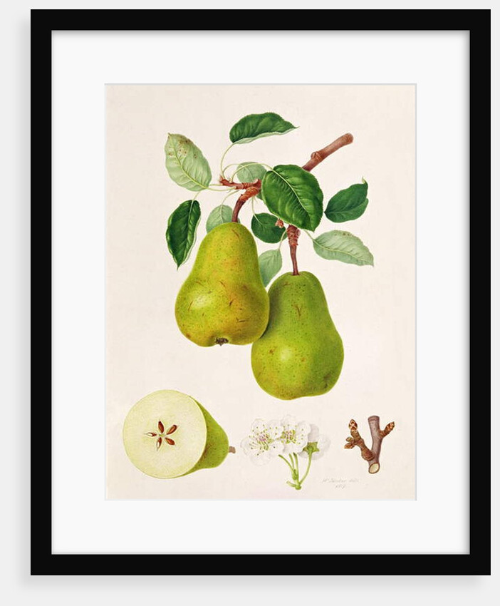 The D'Auch Pear, 1817 by William Hooker