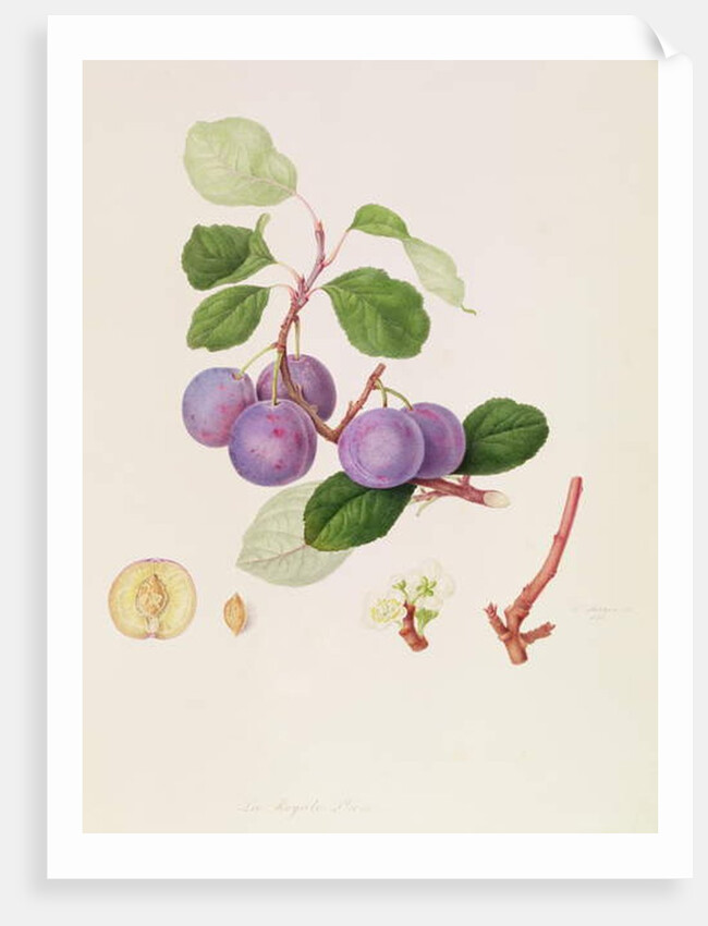 La Royale Plum, 1815 by William Hooker