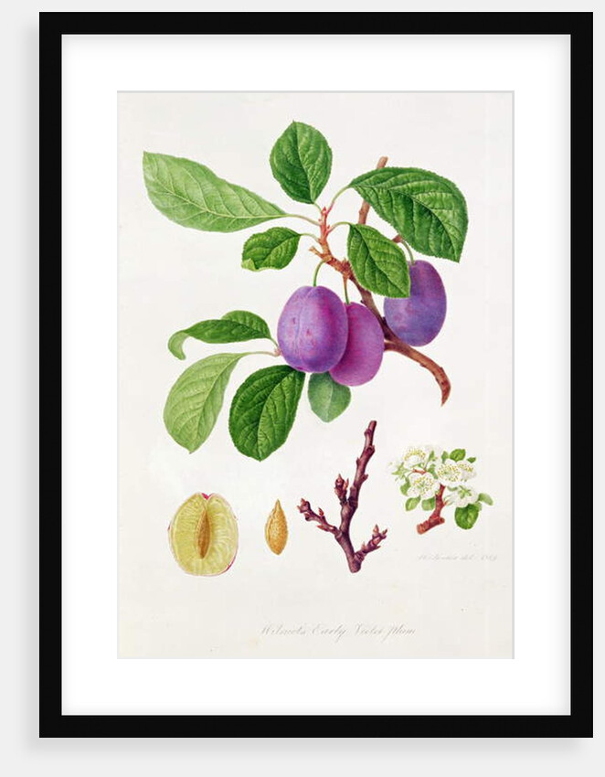 Wilmot's Early Violet Plum by William Hooker
