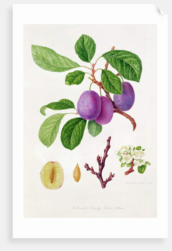 Wilmot's Early Violet Plum by William Hooker