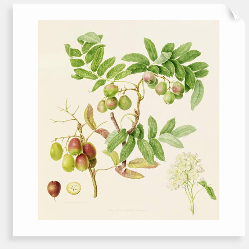 The Pear-Shaped Service Crab Apple, 1820 by William Hooker