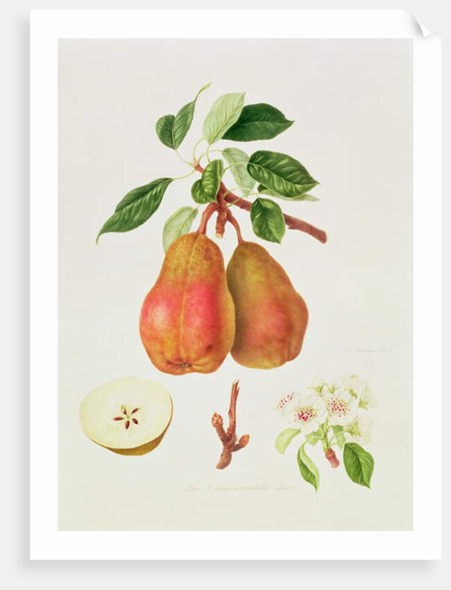 The Chaumontelle Pear, 1818 by William Hooker