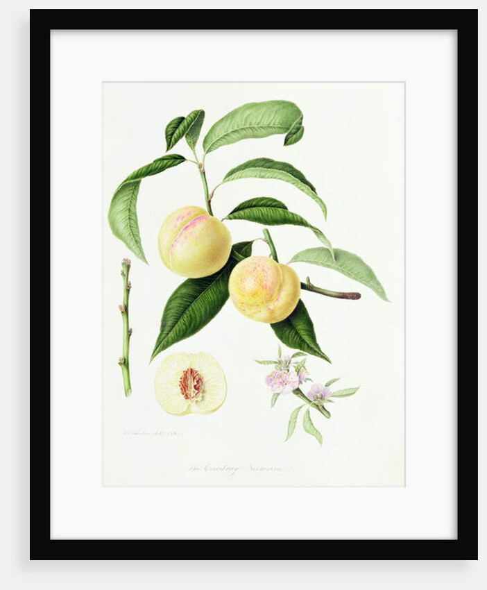 The Conudray Nectarine, 1820 by William Hooker