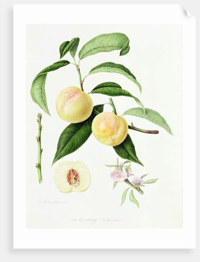 The Conudray Nectarine, 1820 by William Hooker