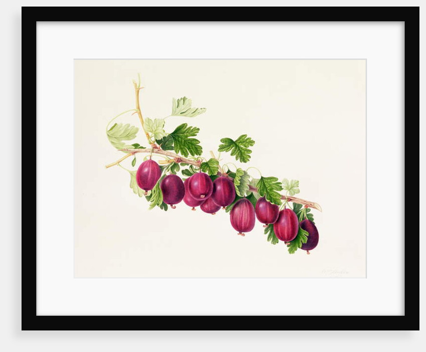 Purple Gooseberry by William Hooker