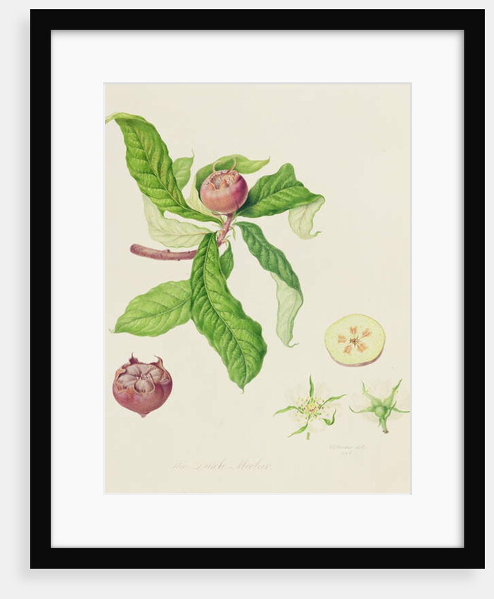 The Dutch Medlar, 1816 by William Hooker