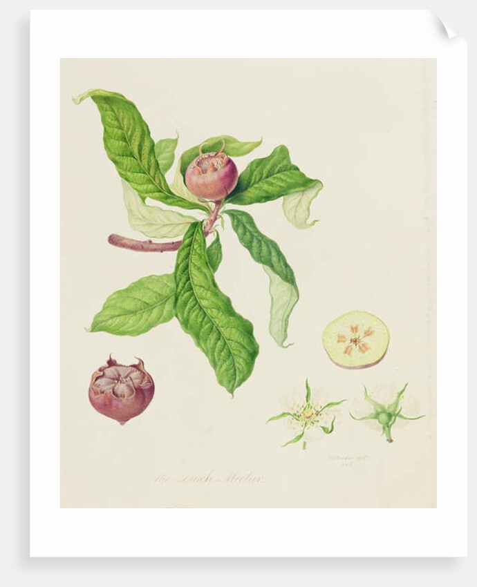 The Dutch Medlar, 1816 by William Hooker