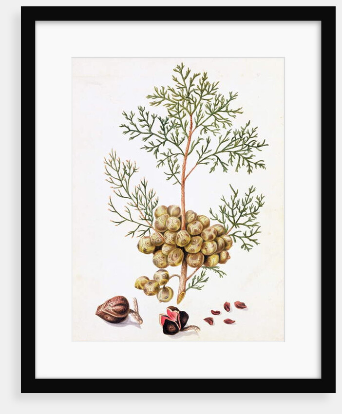 Cypress Leaf and Nuts by William Hooker