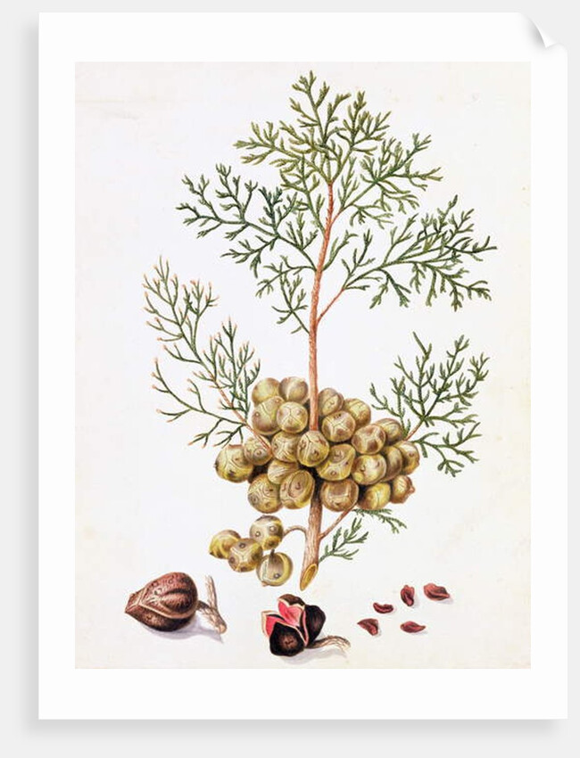 Cypress Leaf and Nuts by William Hooker