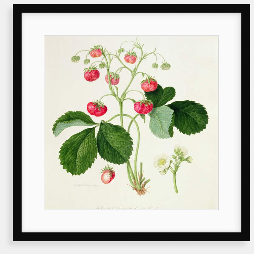 Wilmot's Cocks-Comb Scarlet Strawberry, 1820 by William Hooker