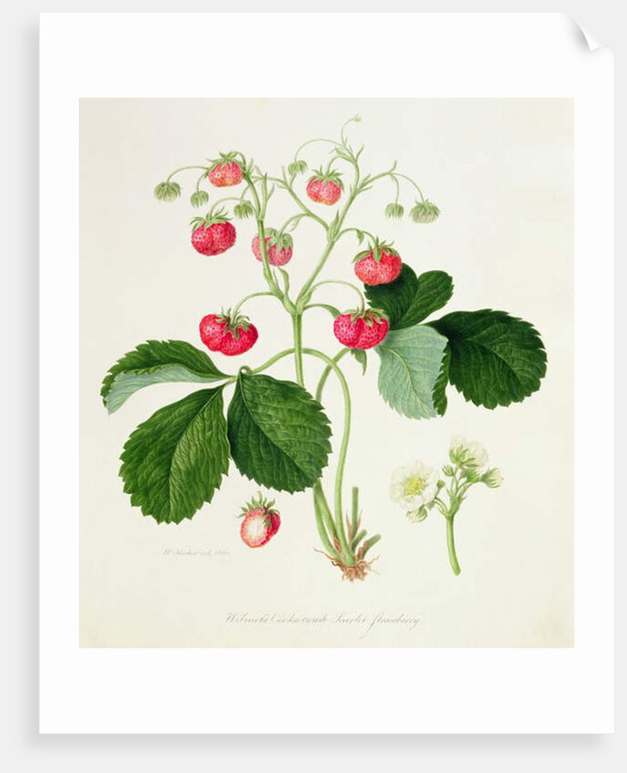 Wilmot's Cocks-Comb Scarlet Strawberry, 1820 by William Hooker