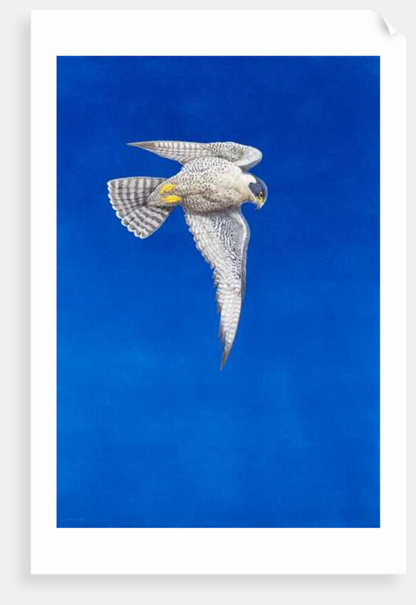 Peregrine Falcon by Tim Hayward