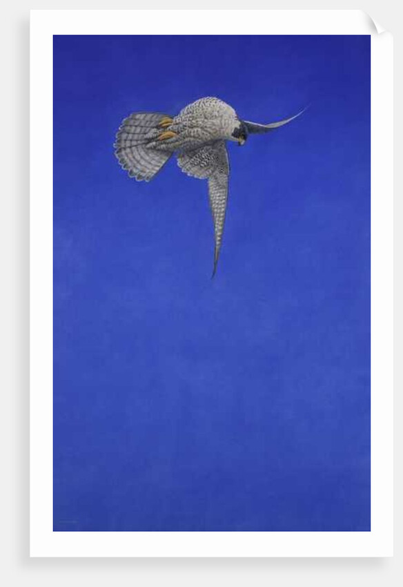 The Corkscrew Stoop, Peregrine Falcon by Tim Hayward