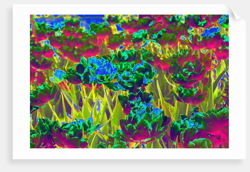 Garden, 2019 by Alex Caminker