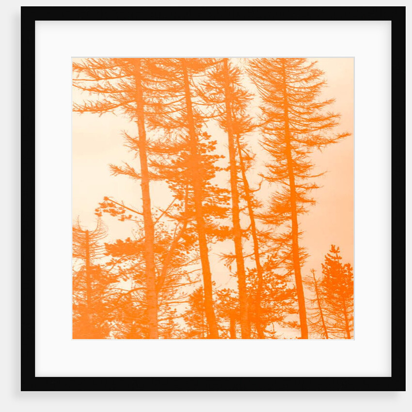 If the trees were orange, 2019 by Alex Caminker