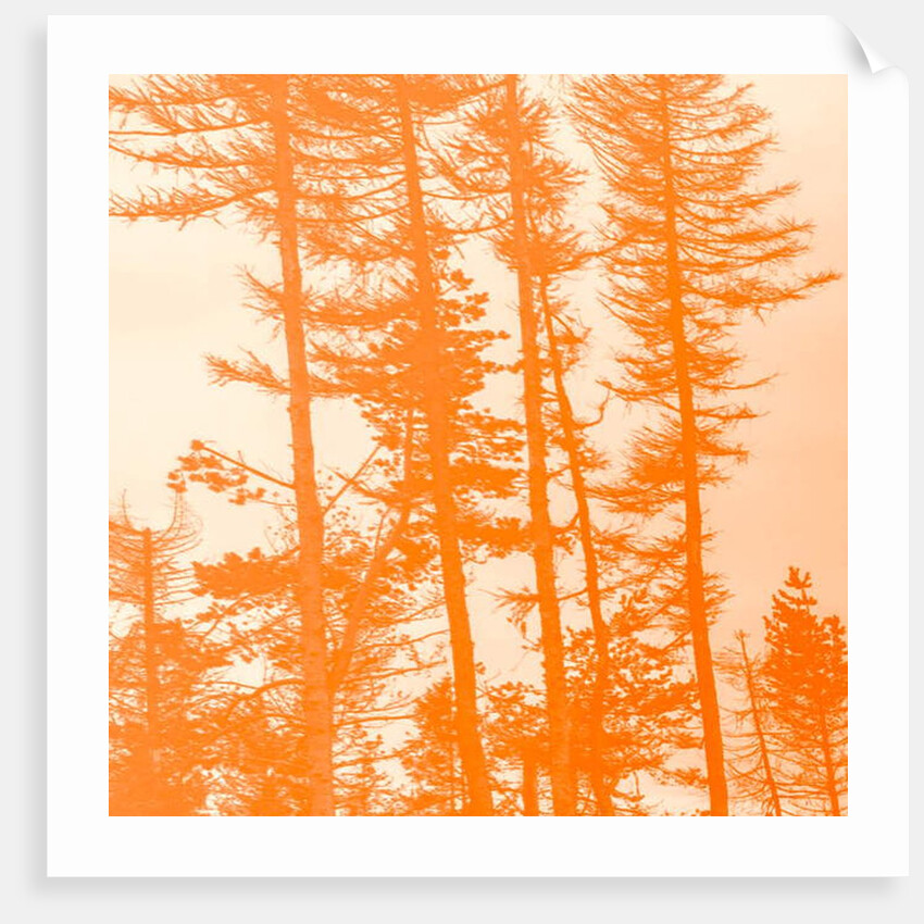 If the trees were orange, 2019 by Alex Caminker