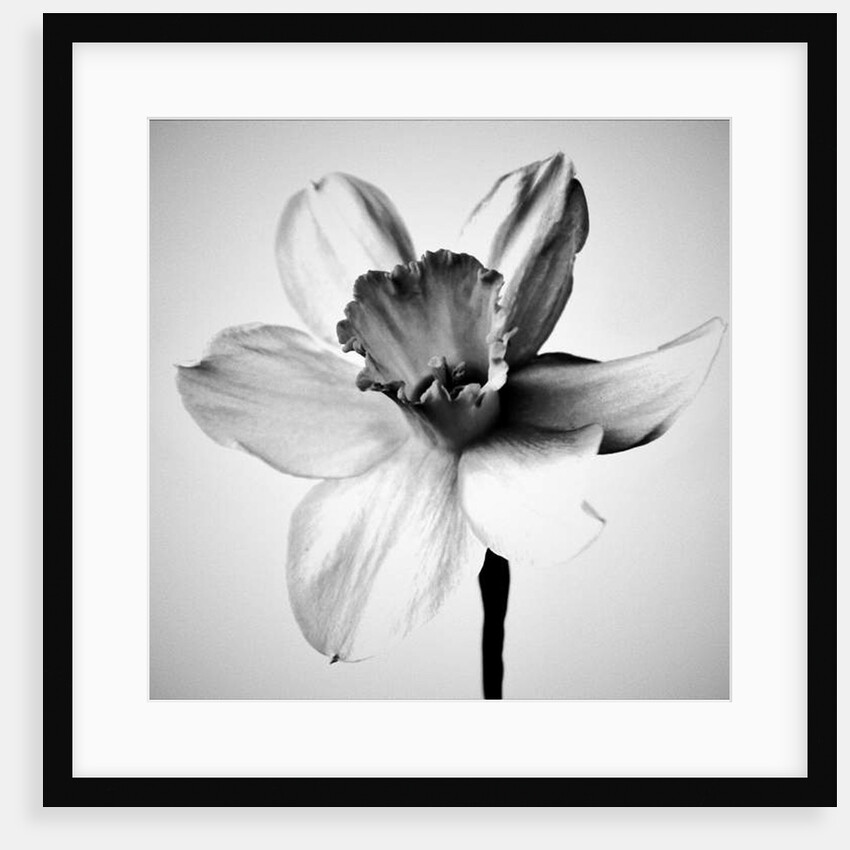 Herb, 2019 by Alex Caminker