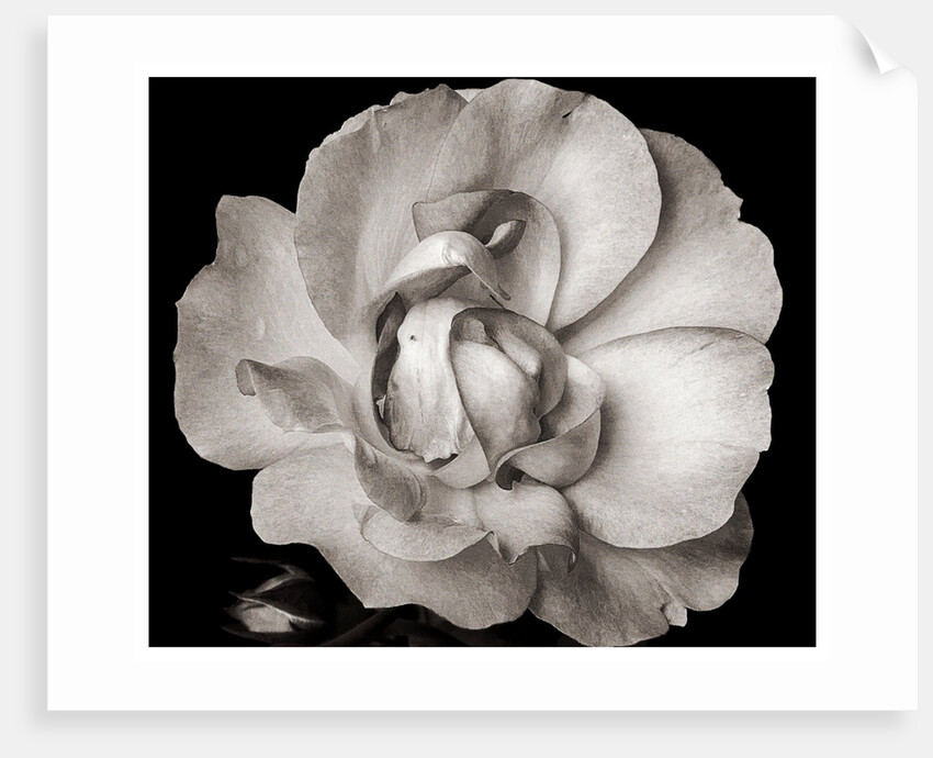 Untitled, 2019 by Alex Caminker