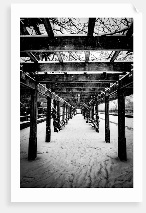 Central Park Winter, 2017 by Guilherme Pontes