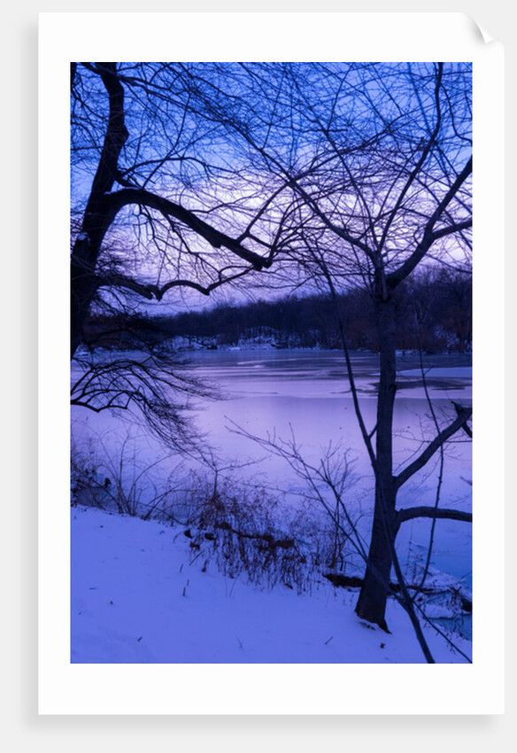 Purple Central Park Winter, 2017 by Guilherme Pontes