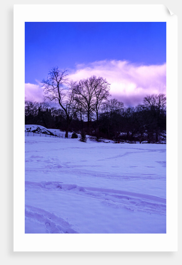 Purple Central Park Winter Nº2, 2017 by Guilherme Pontes