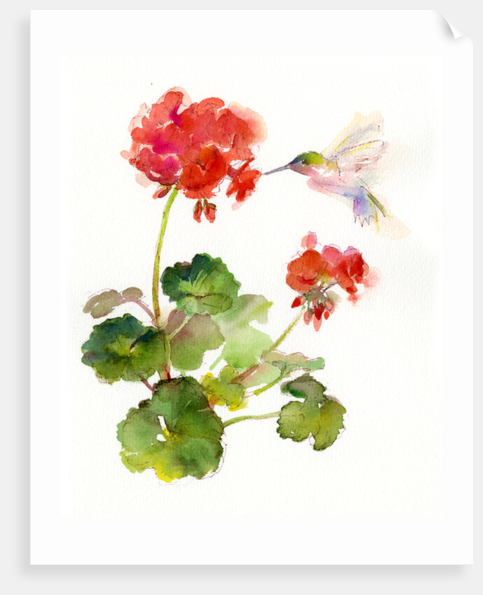 Hummingbird with Geranium, 2015 by John Keeling