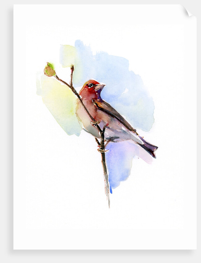 Purple finch, 2016 by John Keeling