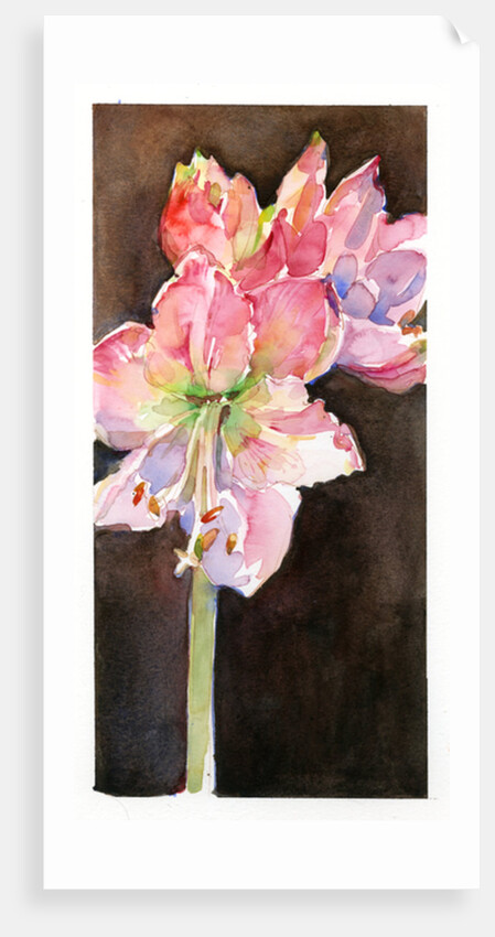 Amaryllis with brown background, 2015 by John Keeling