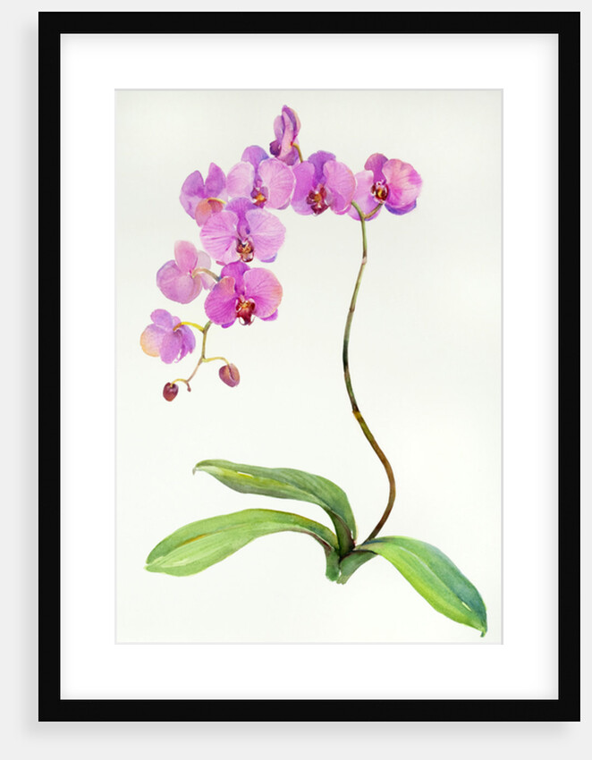 Orchid botanical, 2013 by John Keeling
