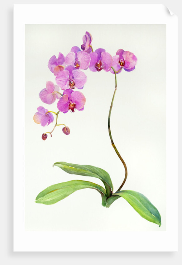 Orchid botanical, 2013 by John Keeling
