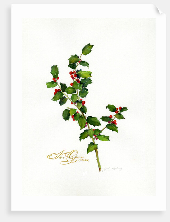 Holly botanical, 2013 by John Keeling