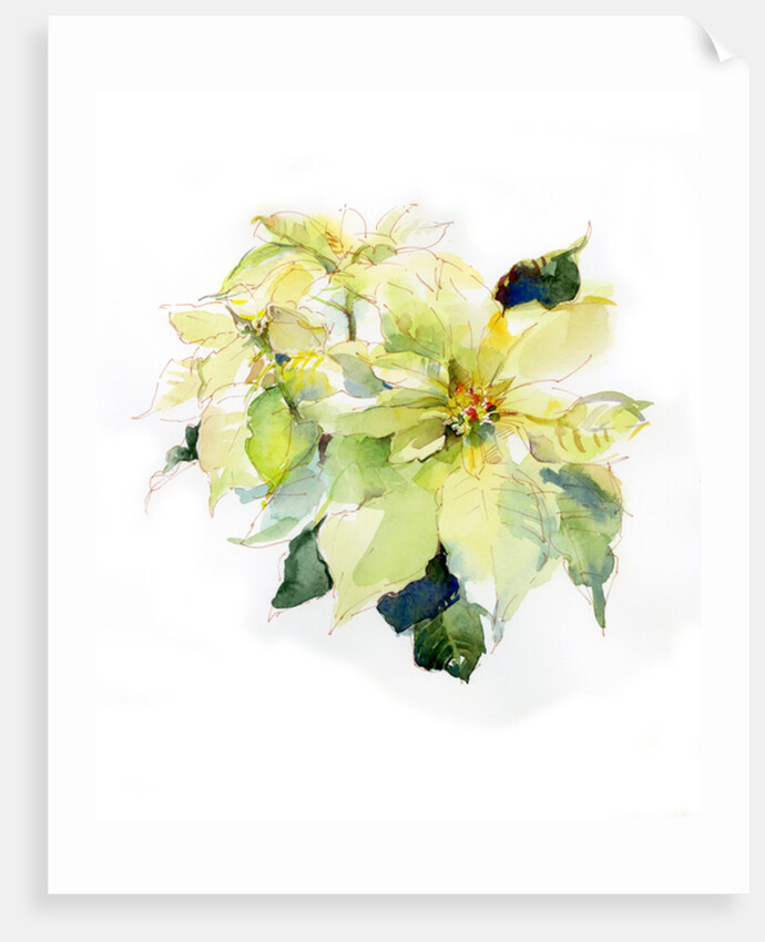 White Poinsettia, 2014 by John Keeling