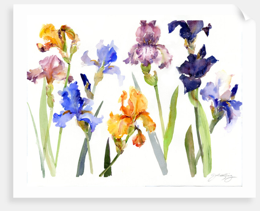 Iris, 2014 by John Keeling