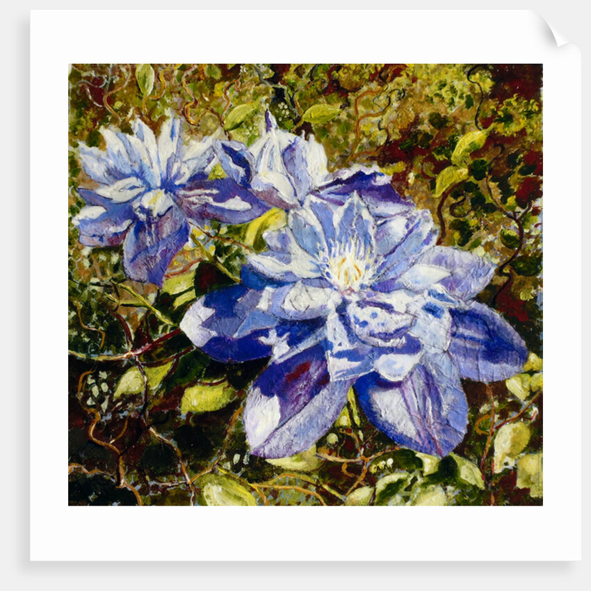 Clematis, 2015 by Mary Smith