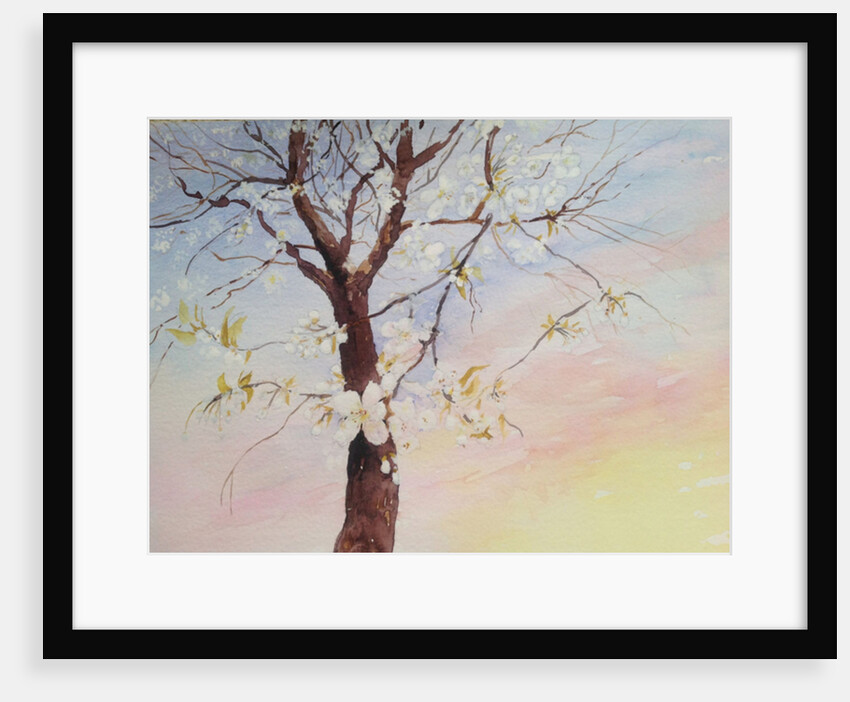 white cherry blossom, 2017 by Mary Smith