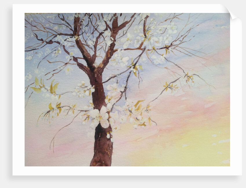 white cherry blossom, 2017 by Mary Smith