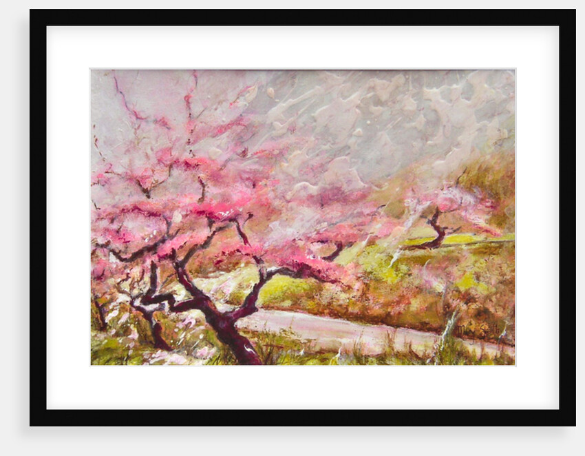 almond blossom in the mountains, 2017 by Mary Smith