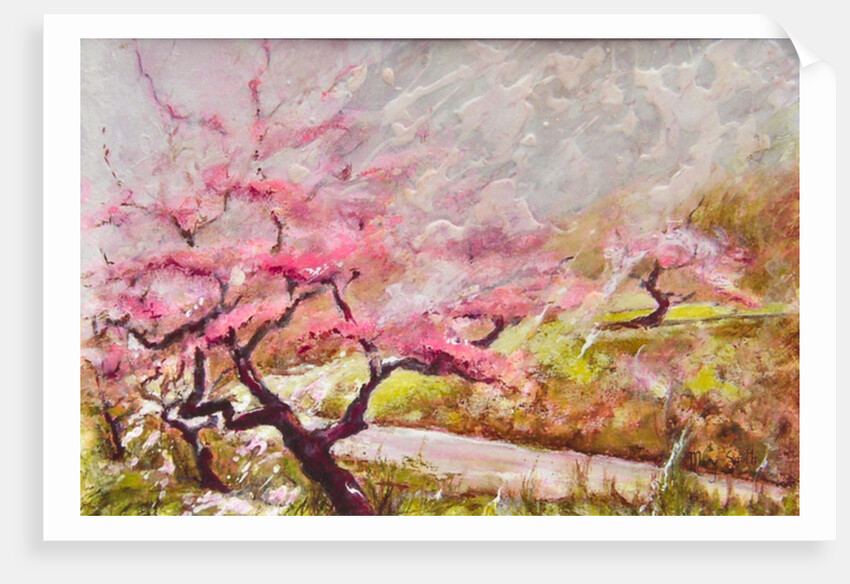 almond blossom in the mountains, 2017 by Mary Smith