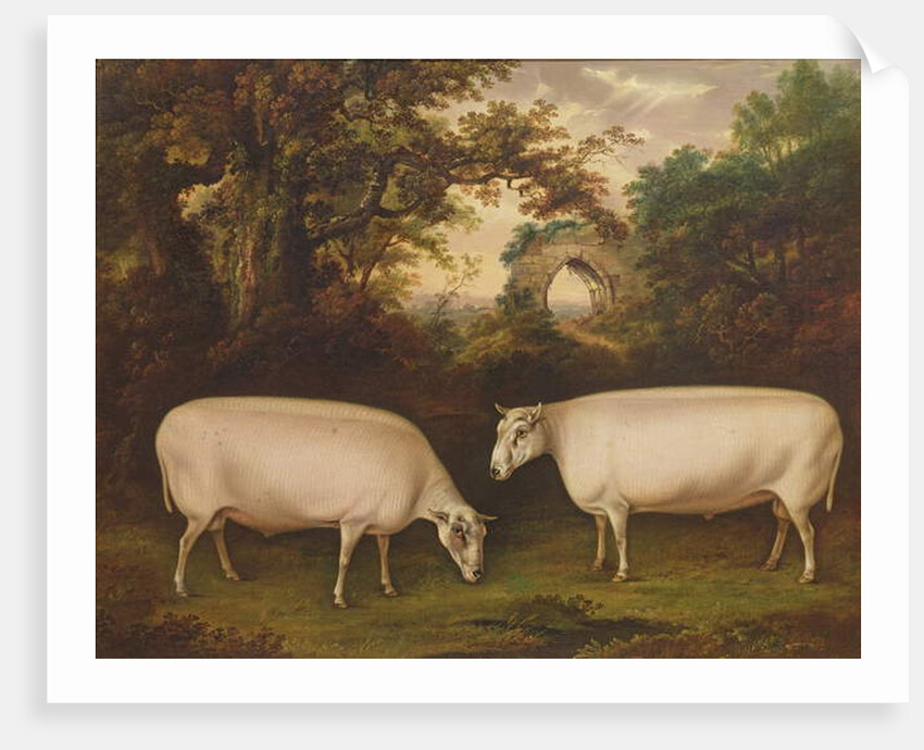 Two Prize Border Leicester Rams in a Landscape, 1800 by Thomas Weaver