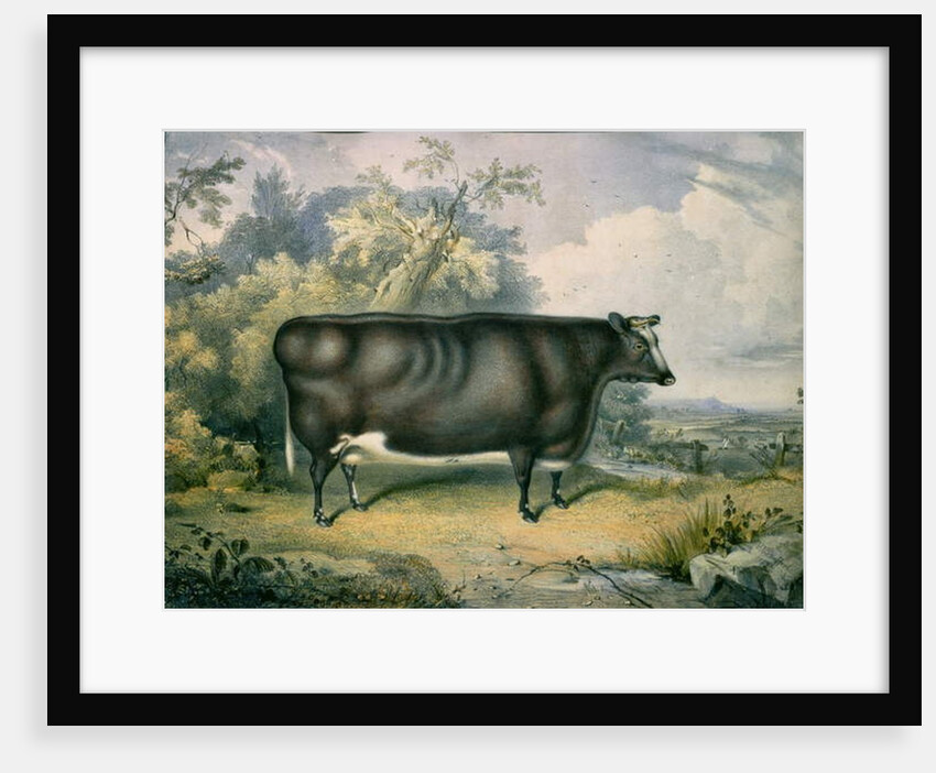 The Cottesmore Prize Heifer, after Henry Strafford, 1837 by James Giles