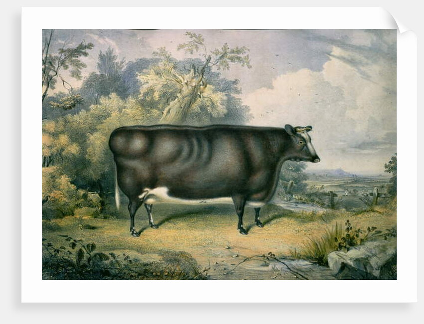 The Cottesmore Prize Heifer, after Henry Strafford, 1837 by James Giles