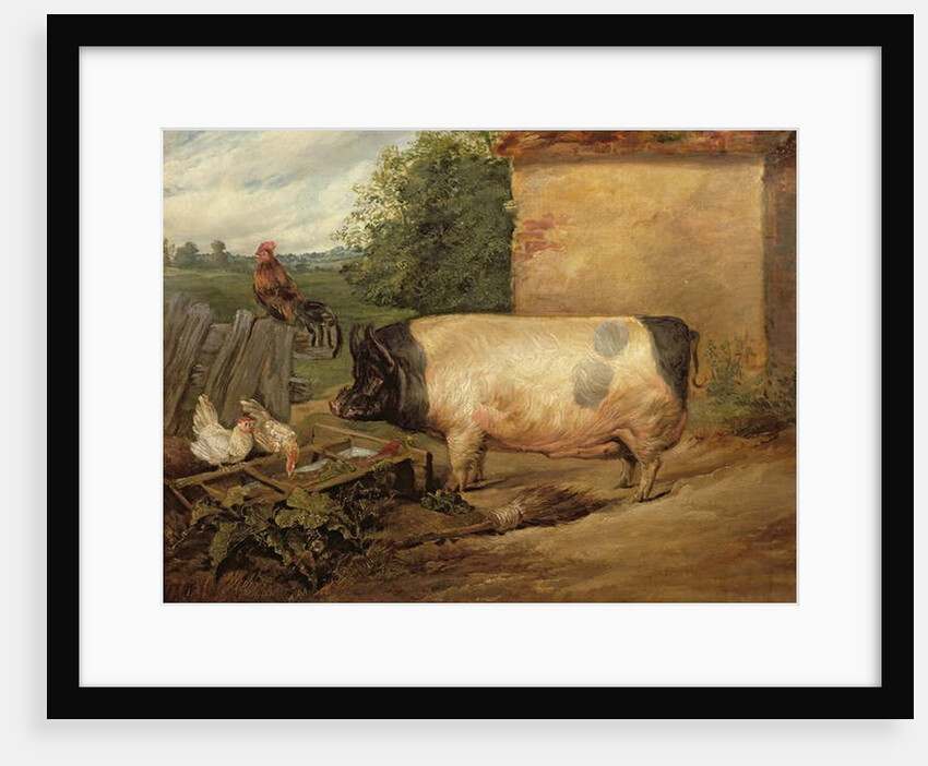 Portrait of a prize pig, property of Squire Weston of Essex, 1810 by Edwin Landseer
