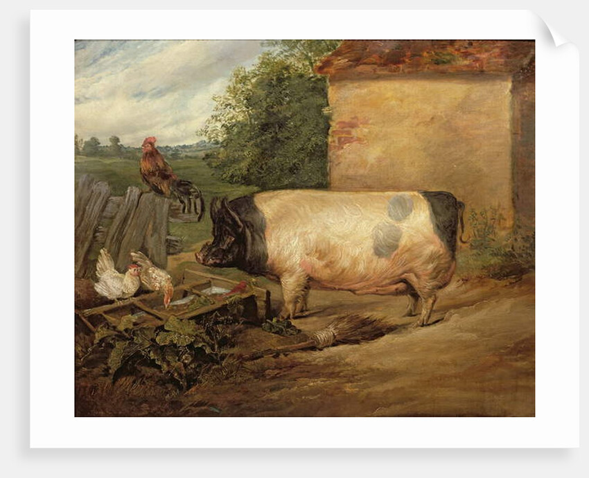 Portrait of a prize pig, property of Squire Weston of Essex, 1810 by Edwin Landseer