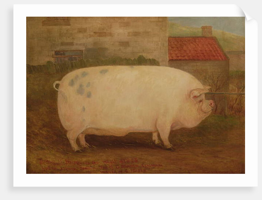 `Jumbo', 16 months old, 41 stone, bred by J. Young, Newholm, Yorkshire, 1886 by William Henderson